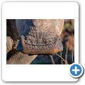 Breitmaulnashorn