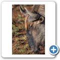 Gnu
