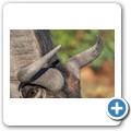Gnu