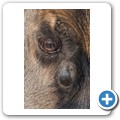 Gnu
