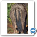 Gnu