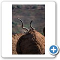 Kudu