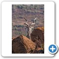 Kudu