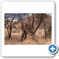 Elefant