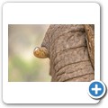 Elefant