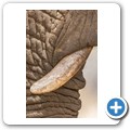 Elefant