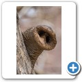Elefant