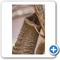 Elefant