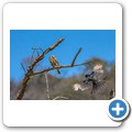 Perl-Sperlingskauz