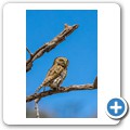 Perl-Sperlingskauz