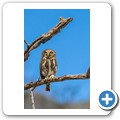 Perl-Sperlingskauz