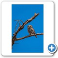 Perl-Sperlingskauz