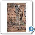 Zebra mit Rotschnabel-Madenhacker