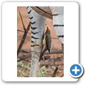 Zebra mit Rotschnabel-Madenhacker