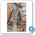 Zebra mit Rotschnabel-Madenhacker