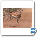 Impala