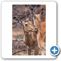 Impala