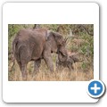 Elefant