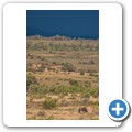 Pilanesberg NP