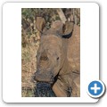 Breitmaulnashorn