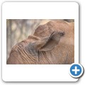 Breitmaulnashorn