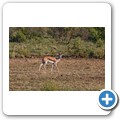 Springbock
