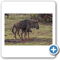 Kurz nach der Geburt eines Gnu