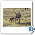 Kurz nach der Geburt eines Gnu