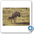 Kurz nach der Geburt eines Gnu