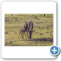 Kurz nach der Geburt eines Gnu