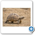 Leopardenschildkr&ouml;te