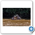 Fahrt auf dem Lake St. Lucia - Flusspferde