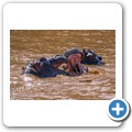 Fahrt auf dem Lake St. Lucia - Flusspferde