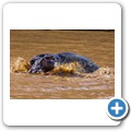 Fahrt auf dem Lake St. Lucia - Flusspferde