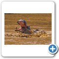 Fahrt auf dem Lake St. Lucia - Flusspferde
