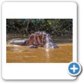 Fahrt auf dem Lake St. Lucia - Flusspferde