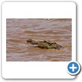 Fahrt auf dem Lake St. Lucia - Krokodil