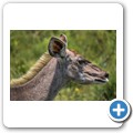 Kudu