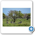 Kudu