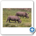 Breitmaulnashorn