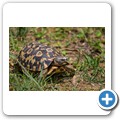 Natal-H&auml;ngelschildkr&ouml;te