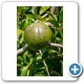 Macadamia Nuss