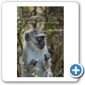 S&uuml;dliche Gr&uuml;nmeerkatze