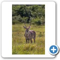 Wasserbock