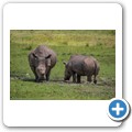 Breitmaulnashorn