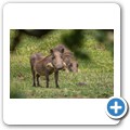 Warzenschwein