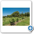 Beaver Creek Coffee Estate