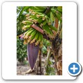 Bananen-Farm