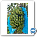 Bananen-Farm