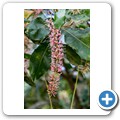 Macadamia-Farm